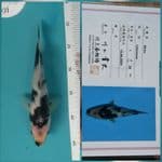 Shiro Utsuri Import 