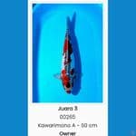 kawarimono 51 cm 