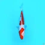 Doit$U kohaku 25.Cm 