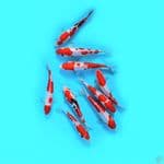 9.Ekor HQ. Doit$u Mix 18.21.Cm 