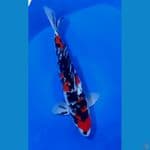 Sankis 43cm male