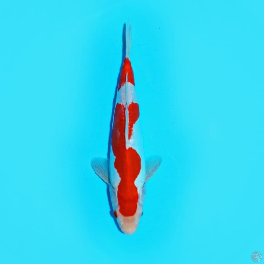 HQ Doit$u Kohaku 25.Cm 
