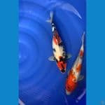 2 ekor showa ginrin non ginrin 36-37cm
