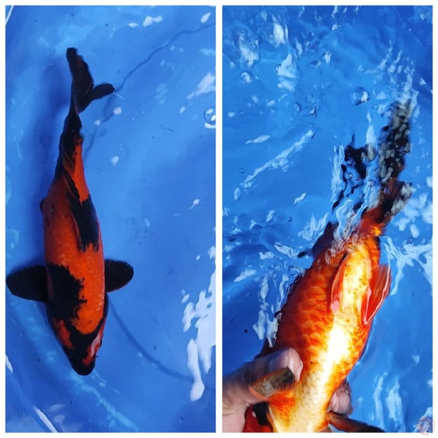 utsuri 30 cm