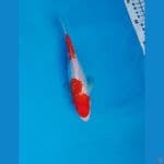 Kohaku Gindrin 21 cm