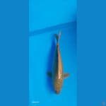 Cagoi Midori 35 cm