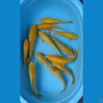 paket polosan ginrin 24-31cm 12 ekor 