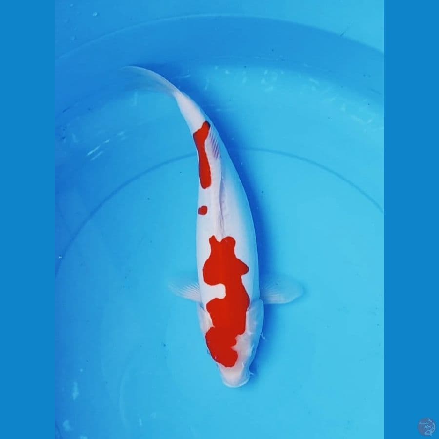 Kohaku 36 cm doit