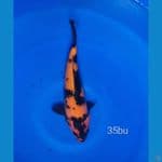Hiu Utsuri 35cm