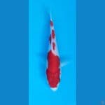 Kohaku 20 cm