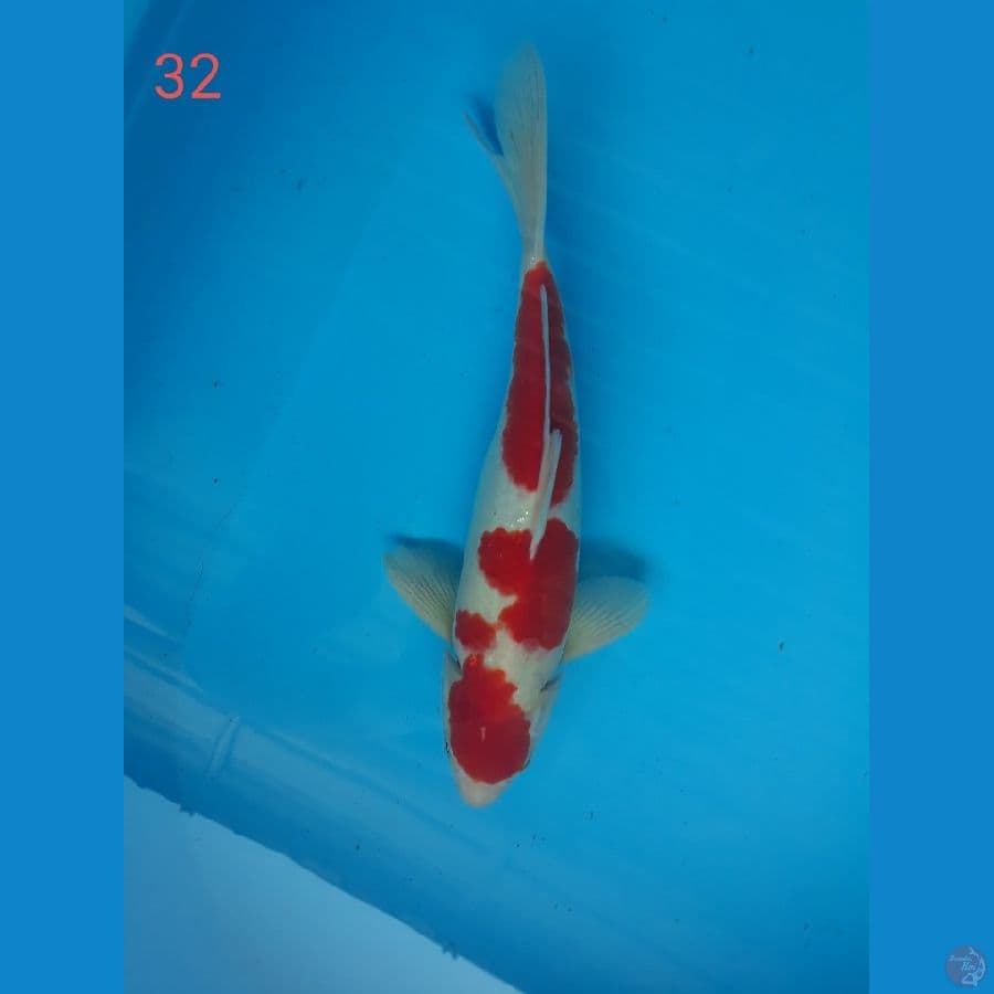 kohaku