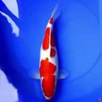 42cm JUMBO BULKY KOHAKU HQ