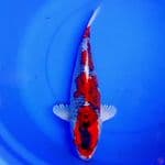 43cm KUJAKU MERAH RING RAPI 