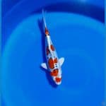 maruten Kujaku doitsu 30cm