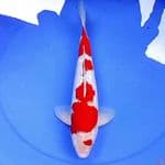 37cm ORIGINAL KINGINRIN KOHAKU 