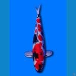 Showa Shansoku 52cm 