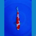 doitsu kohaku 22cm male