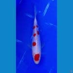 Maruten Doitsu 17cm