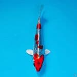 KUJAKU 20CM MALE