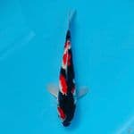 RED SHOWA SUMI QUALITY HQ 25cm male