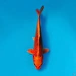 AKA MATSUBA 22CM MALE