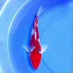37cm NAGA AIR GOSHIKI RACING 