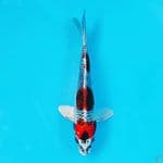 kujaku 20cm male