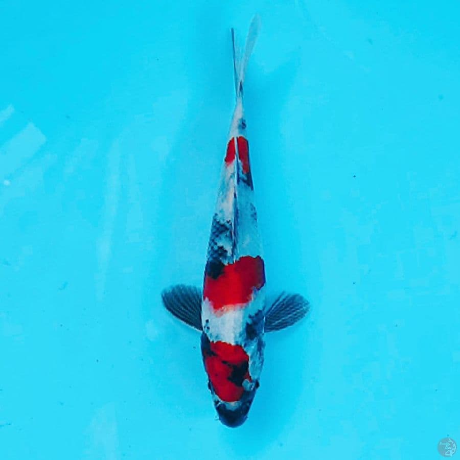 RED SHOWA 3 STEP 20CM MALE