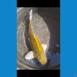midori ginrin 44cm Male