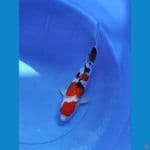 sanke 33 cm