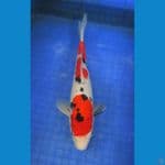 showa sansok ±32cm