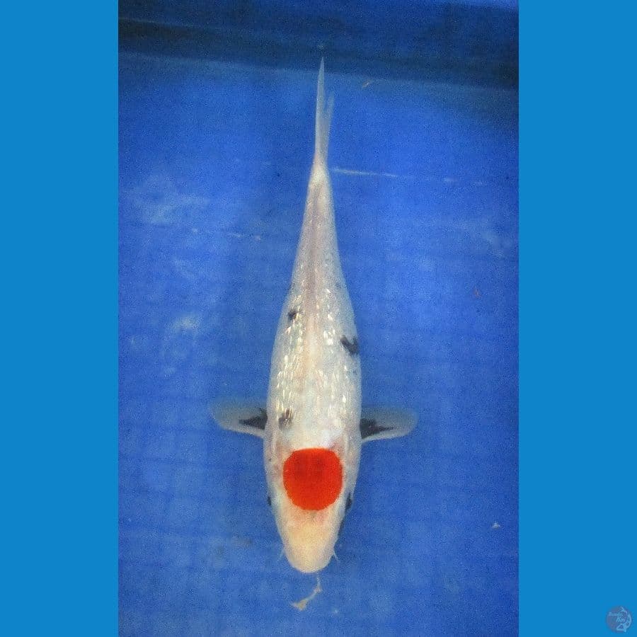 tancho showa ginrin 30bu