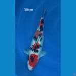 SANKE BODY JOS 38CM