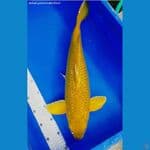midori jantan 50 cm