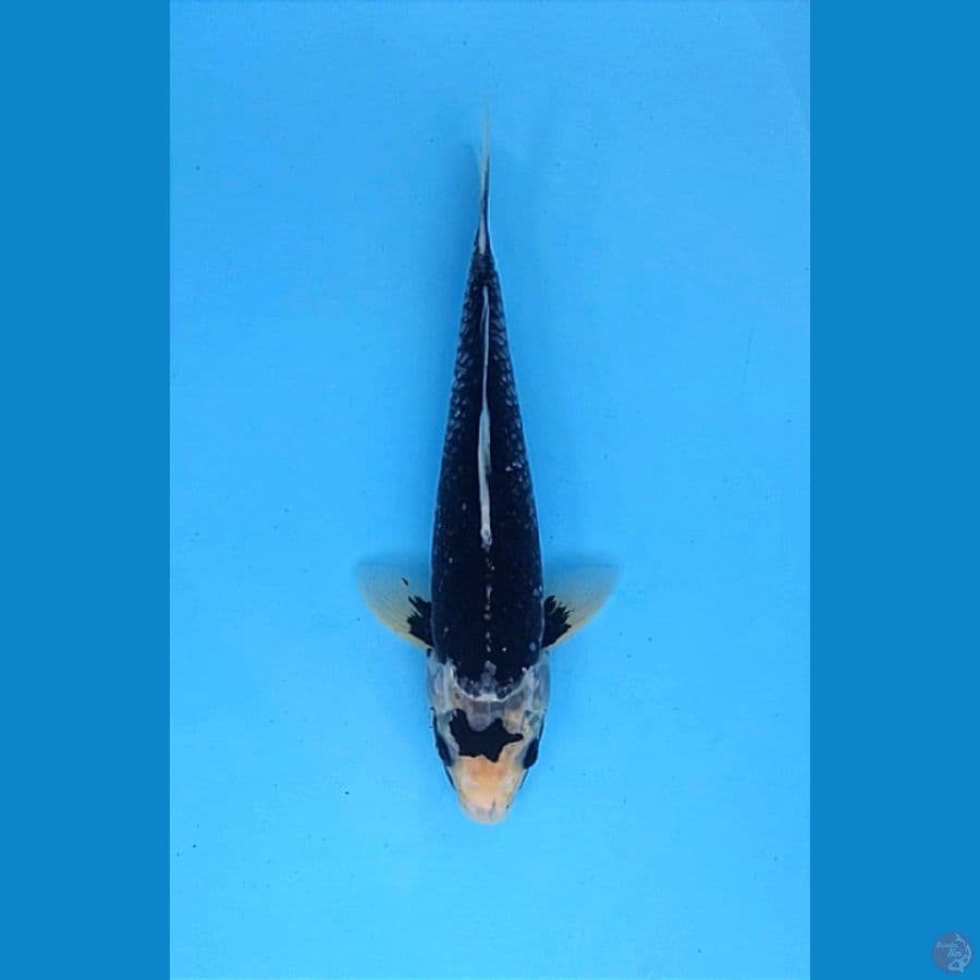 HAJIRO / MATSUKAWABAKE 32CM