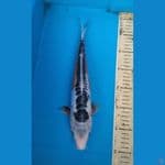 Shusui 33cm.F