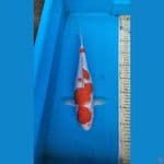 Kohaku 35cm F