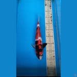 Showa 31cm M