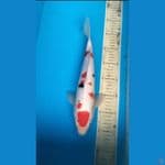 Sanke 35cm M