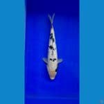 BEKKO GINRIN BAHAN KEEPING