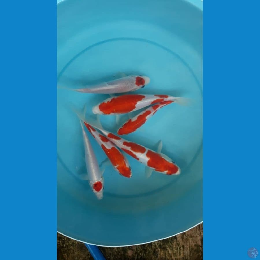 paket kohaku doitsu dan 1 ekor sisik