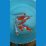 paket kohaku doitsu dan 1 ekor sisik