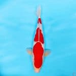 KOHAKU  MERAH KUAT 3 STEP MALE 35CM CALON PEJANTAN 