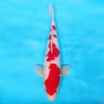 KOHAKU MERAH KUAT 38CM MALE 