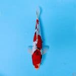 RED DOITSU GOSHIKI LANGKA 27CM MALE