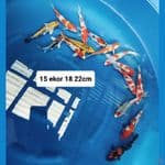 Mix 15 ekor 18 22cm