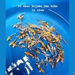 Mix 93 ekor kujaku dan kikokuryu 11 13cm
