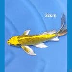 Kumpay akamatsuba 32cm