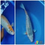 Jumbo asagi 55cm