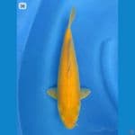 36cm , Karasi Mata Merah